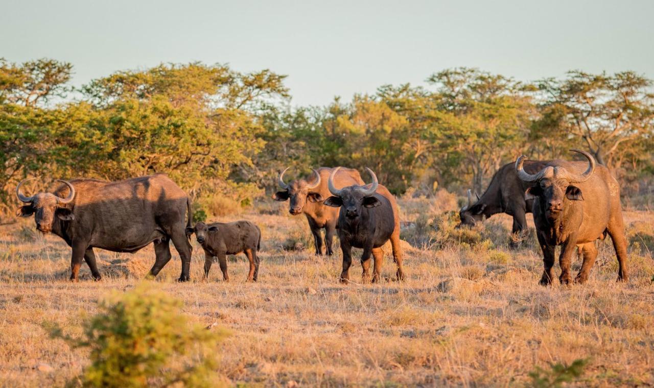 African Safari Lodge 格拉罕镇 外观 照片